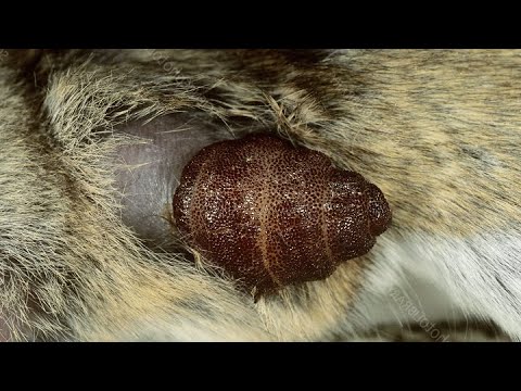 Immense Botfly Maggot Extracted From Dog's Skin (Part 13)