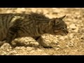 Feral Cat Survival Skills