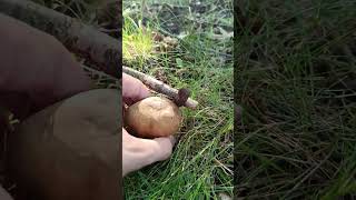 Дубовий білий гриб! 24 серпня