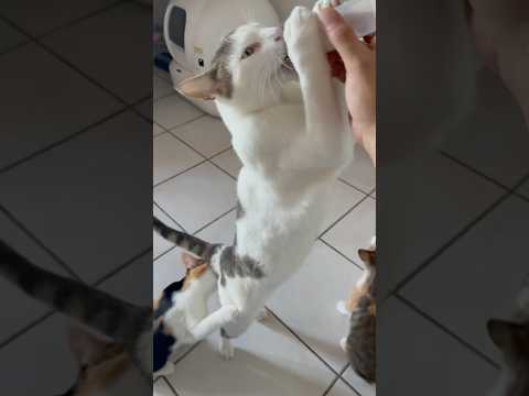 Un chat de deux ans qui boit un biberon 🍼 ￼lascarwwww ! #chaton #chat #chatfou #catlover #cats