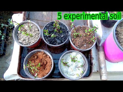 5 type of Experimental soil science | potting soil | sandy soil | cocopeat