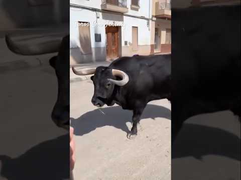 ¡¡Cuidado con este toro!! 😮🐃
