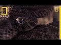 Rattlesnake Behavior and Biology