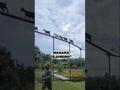 Membangun wahana buat para kambing di belakang rumah โ๐ฒ๐ (@useriw6s0cvruo) #shorts #shortvideo