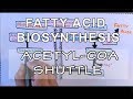 Acetyl-CoA and Fatty Acid Synthesis