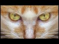 Predator-Prey Relationships and Adaptations