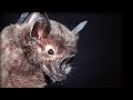 Brown Long-Eared Bats and Moth Adaptations