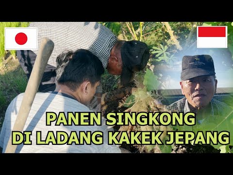 PERTAMA KALI PANEN SINGKONG!NGGAK SANGKA HASILNYA SEBESAR INI!