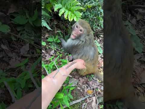 She Made a Huge Mistake Coming Near This Angry Monkey😱