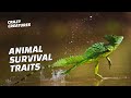 Animal Adaptations and Unique Features