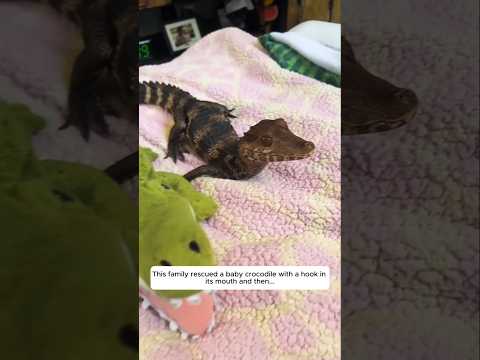 This family rescued a baby crocodile with a hook in its mouth and then...