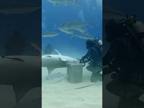How To Turn Off a Shark!