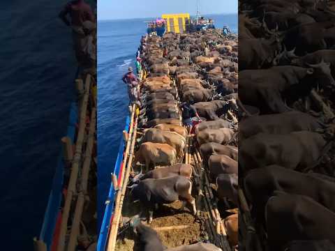 दुबई के लोग कुर्बानी किससे करते हैं! #shortvideo #dubai