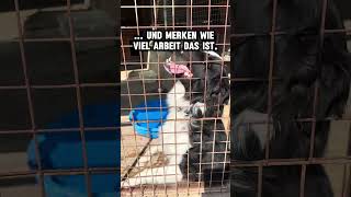 Border Collie sucht ein Zuhause 🏠 Tierheim: Ajucan Mallorca Hundehilfe