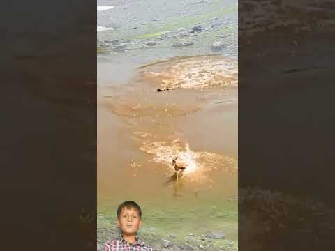 Wild Goat Crossing The Difficult River In African Wild Life Forest Documentary