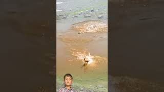 Wild Goat Crossing The Difficult River In African Wild Life Forest Documentary