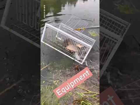 Rural Breeding Life: Chicks vs. Pigeons | Cage Setup & Equipment #petpalsshowcase #fish #chicken