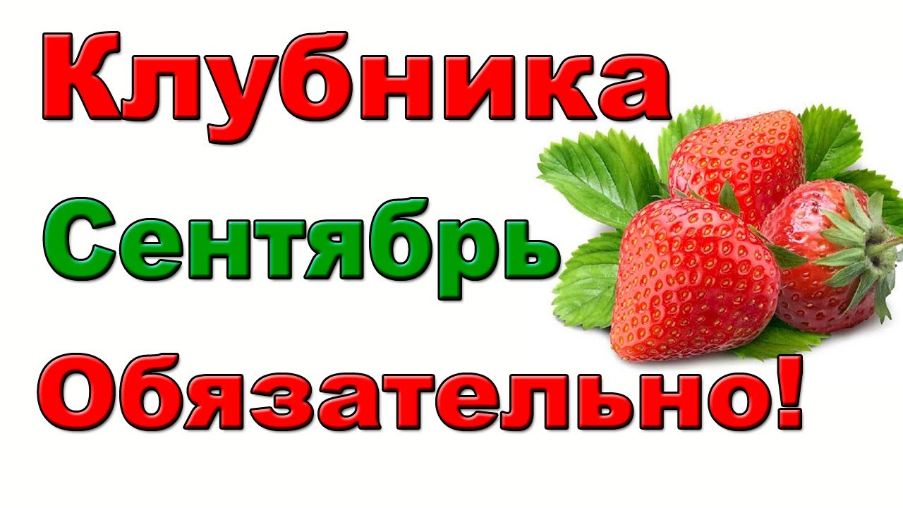 Чем подкормить и обработать клубнику в сентябре