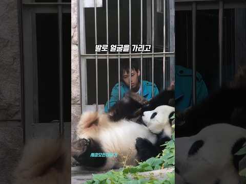 [100만✨]판다는 곰이아니라 여우였습니다⬅️