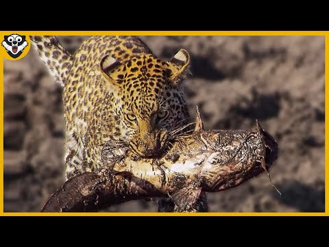 [ INACREDITÁVEL ] - CONHEÇAM UM LEOPARDO PESCADOR | ANIMAIS SELVAGENS