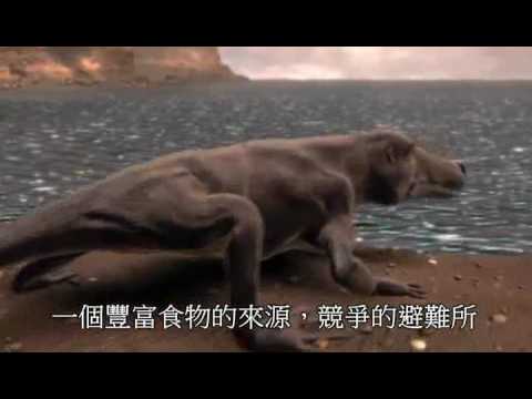鯨魚的演化 (中文字幕) - 香港科學教育關注組影片 - YouTube