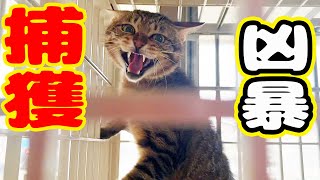 【野良猫 捕獲】人馴れしていない凶暴猫を捕獲 すると衝撃的事実発覚！