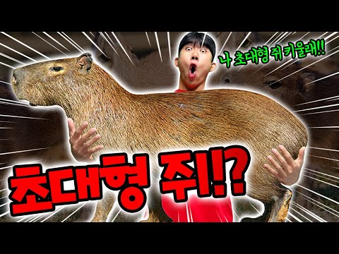 초대형 쥐를 영식이형이 키운다고?! 물리면 어떡해!! 날카로운 이빨!?