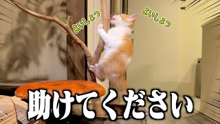 木登りを覚えた子猫のイタズラが限界突破している件について。