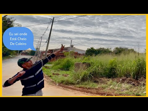 Perguntei a um Caçador Onde Encontrar Coleiros Soltos e se Já Viu o Coleiro Flash!