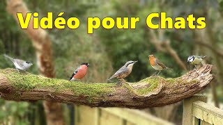 Vidéos pour chats oiseaux à observer ~ Pequeños pájaros de jardín