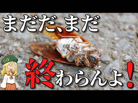 【風物詩】夏の恐怖な風物詩！セミファイナルの見分け方とは【解説】