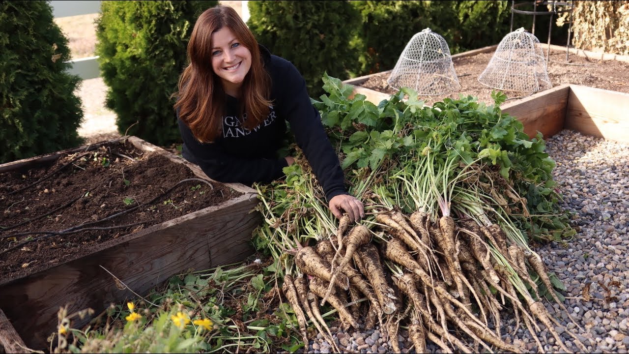 Harvesting Parsnips for the First Time!