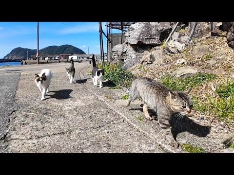 猫島の猫たち、港付近を散歩するとめちゃめちゃ付いてくる