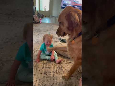 Golden Retriever Meets 1 Year Old Niece 🥺❤️ (🎥: ViralHog)