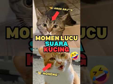 Inilah 3 Momen Lucu Suara Kucing #shorts