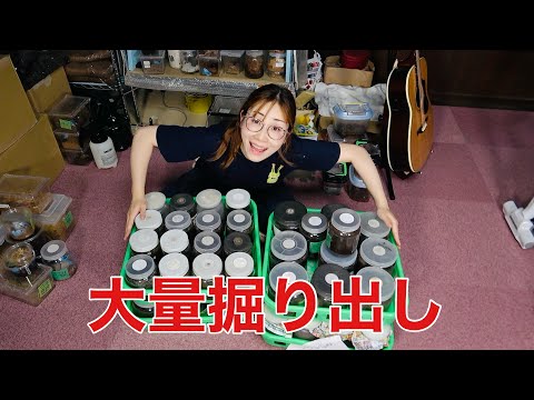 羽化した生体を掘り出していく！
