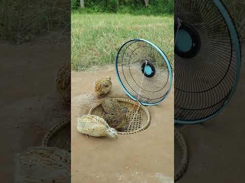 Great trap technique - quail trap using a fan device #short