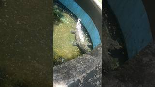 Is Alligator Attack that Visitors #shorts
