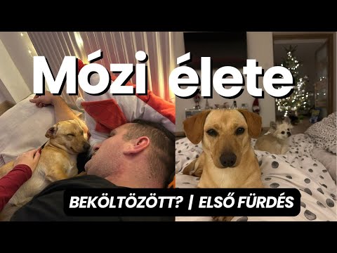 BEKÖLTÖZÖTT A KISKUTYA IS? | MÓZI ÉLETE