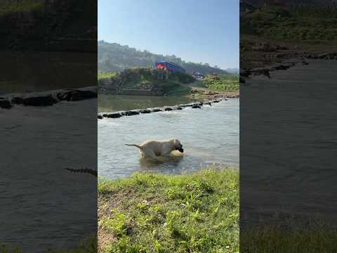He Refused To Leave The River Without THIS Stone 🪨🐕