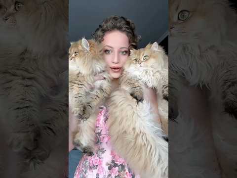 Double dose de mignonnerie : une semaine avec deux chats 😍
