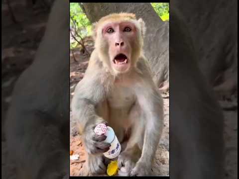 Angry Monkey 🤣🤪