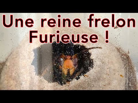 Une reine frelon asiatique furieuse !