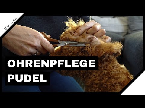 Ohrenpflege beim Pudel: Zupfen oder doch nur schneiden? - Unsere Pflegeroutine mit Moki