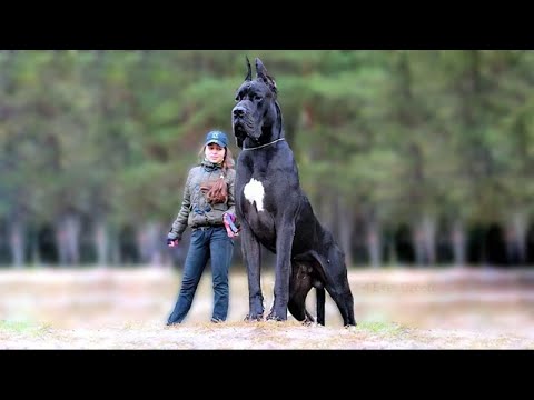 AS MAIORES RAÇAS DE CÃES QUE EXISTEM AO REDOR DO MUNDO