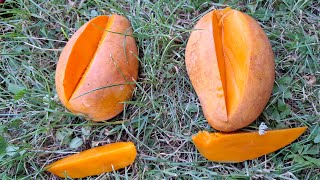 Mingolo Mango (Mangifera indica) - a tasty Dominican Variety