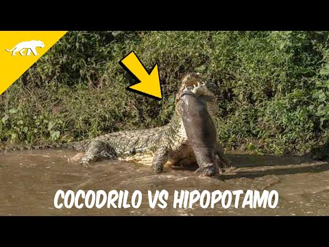 Cocodrilo devora a un hipopotamo bebe