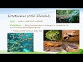 Ectotherms and Endotherms Characteristics