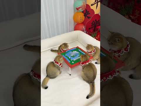 Man Bought a Huge Bed for His Cats And Their Reaction Was Funny 😍❤️