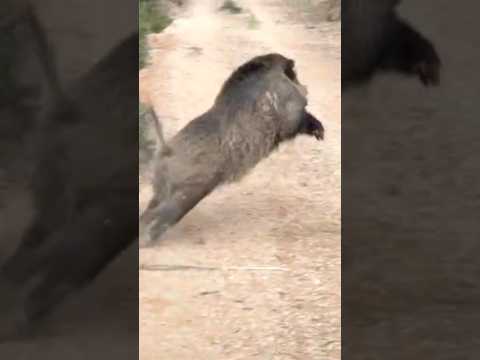 #caccia #chasse #cinghiale #hunting #chasseur #hunter #sanglier #wildboar #охота #शिकार करना